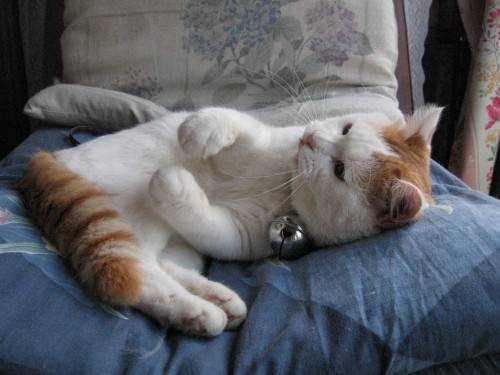 会看书的猫咪、
