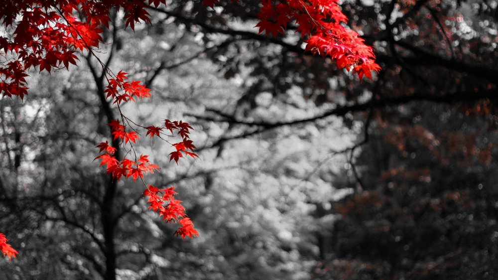深秋的枫树叶摄影高清宽屏壁纸