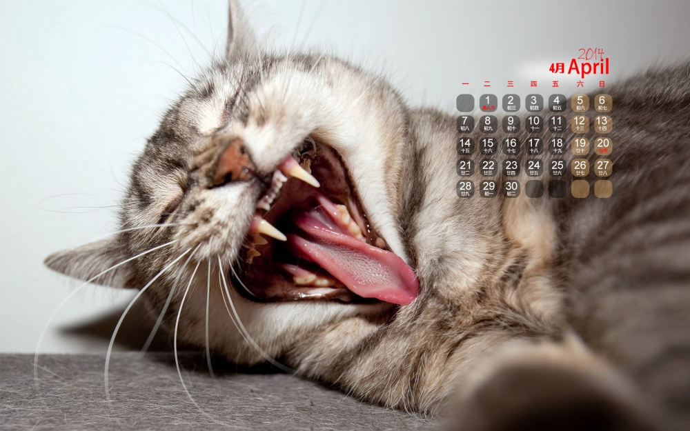 2014年4月日历可爱猫咪高清壁纸