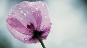 意境下雨天植物