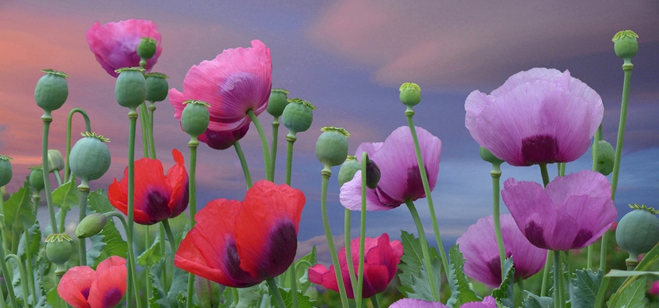 花，罂粟花，粉红色，红色的，罂粟花壁纸