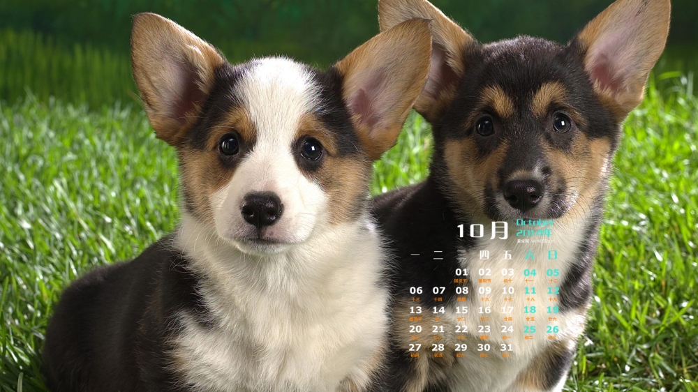 2014年10月日历桌面壁纸可爱的超萌小狗图片