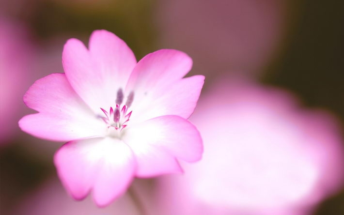 精选花卉图片桌面壁纸下载