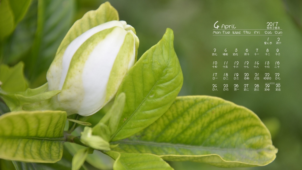2017年4月唯美的静物摄影桌面日历壁纸