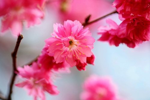 玫瑰花朵小清新唯美图片