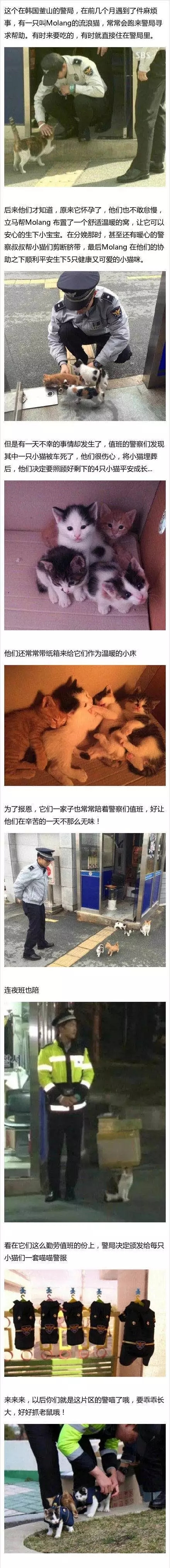 怀孕母猫到警局找警察帮忙分娩，事后为了报恩组成卖萌喵喵警队..厉害了我的猫！