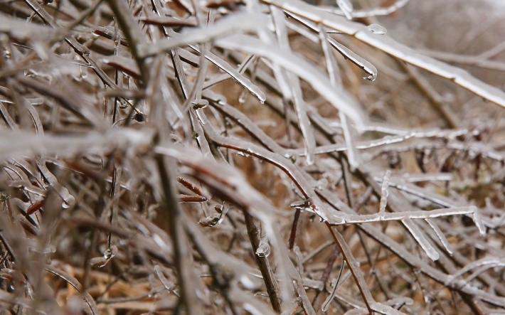 冰雪下嫩芽高清桌面图片