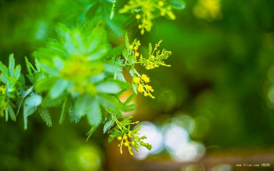 嫩绿护眼植物