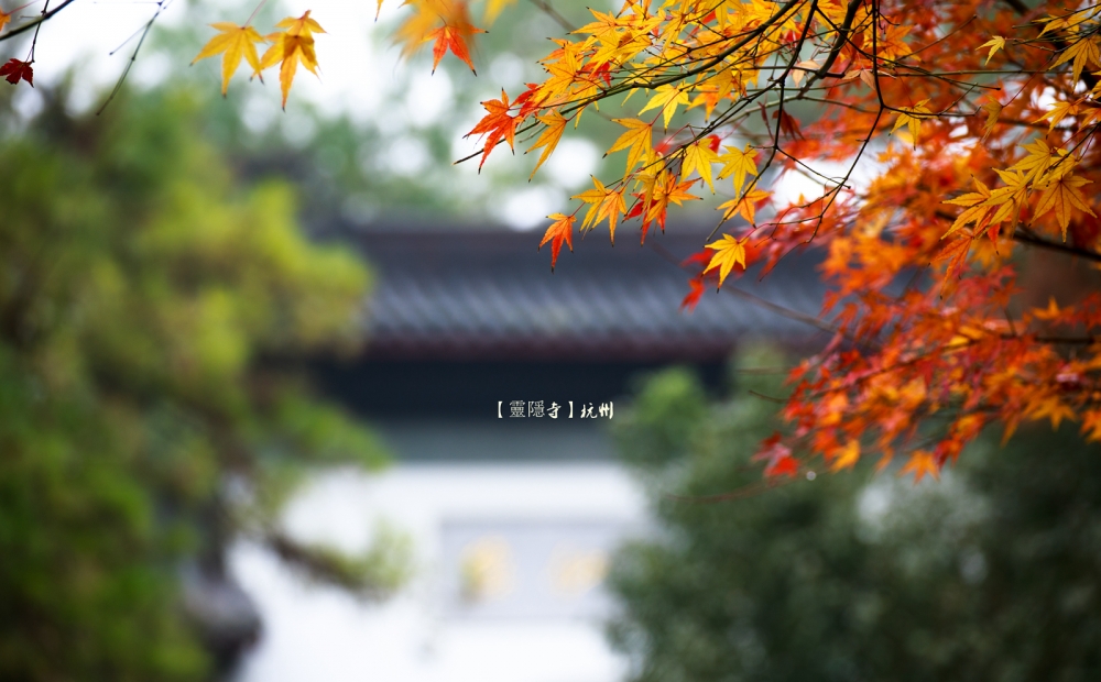 杭州灵隐寺秋色美景