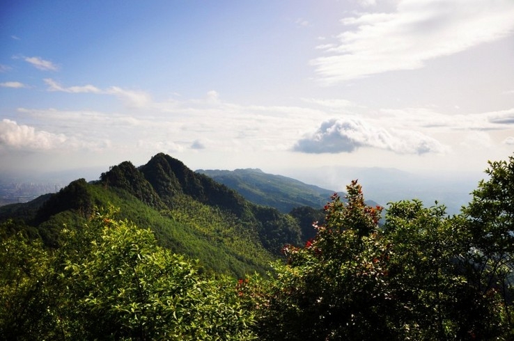 风景竹 竹林图片美丽风景电脑壁纸