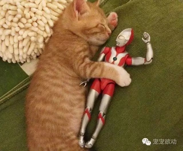 仇子韩：一个暖男奥特曼