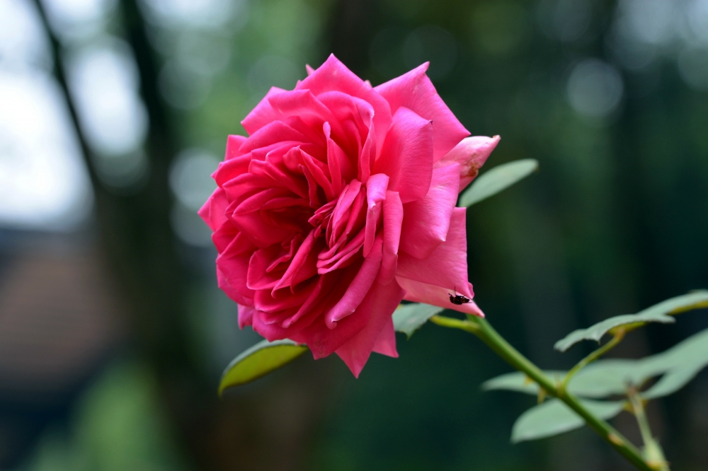 鲜艳迷人的玫瑰花植物高清图片