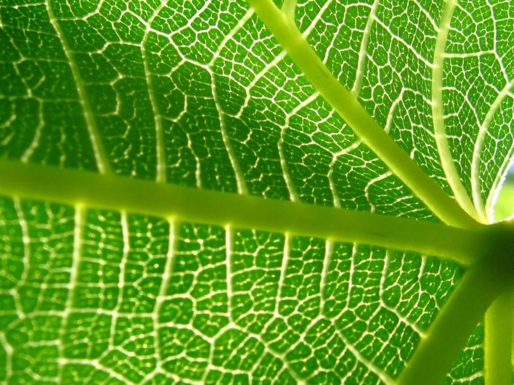 植物图片，绿叶植物护眼微距图片大全