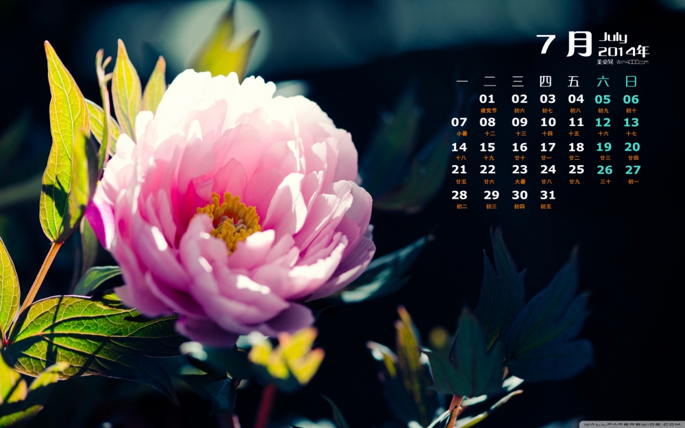 2014年7月日历壁纸好看的花草植物唯美清新图片下载