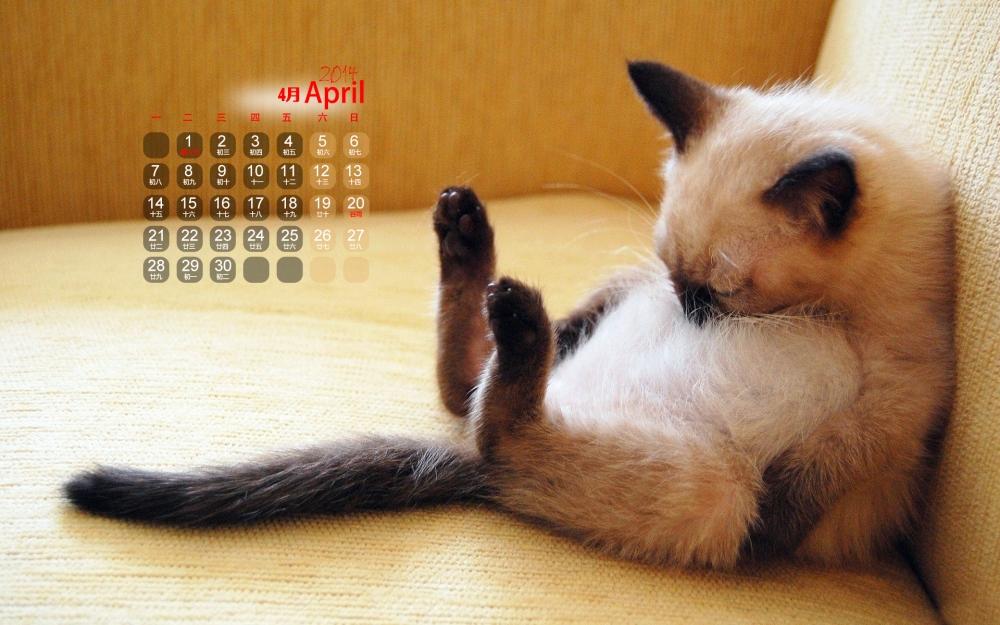 2014年4月日历可爱猫咪高清壁纸