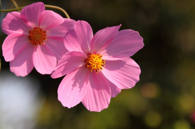 光影格桑花图片