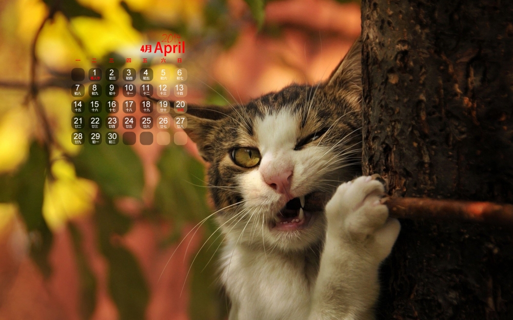 2014年4月日历可爱猫咪高清壁纸