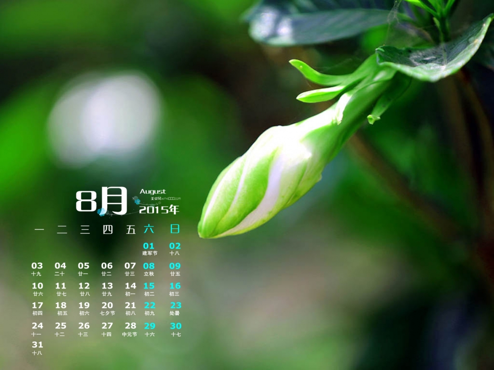 2015年8月日历白色栀子花苞清新壁纸下载