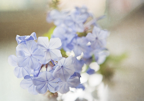 鲜花图片意境图片LOMO图片唯美风景写真图片