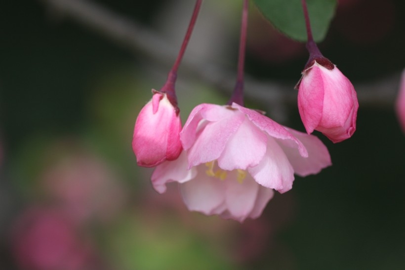 粉色垂丝海棠图片