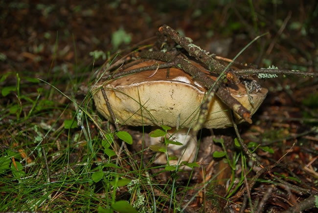 野生蘑菇摄影高清图片