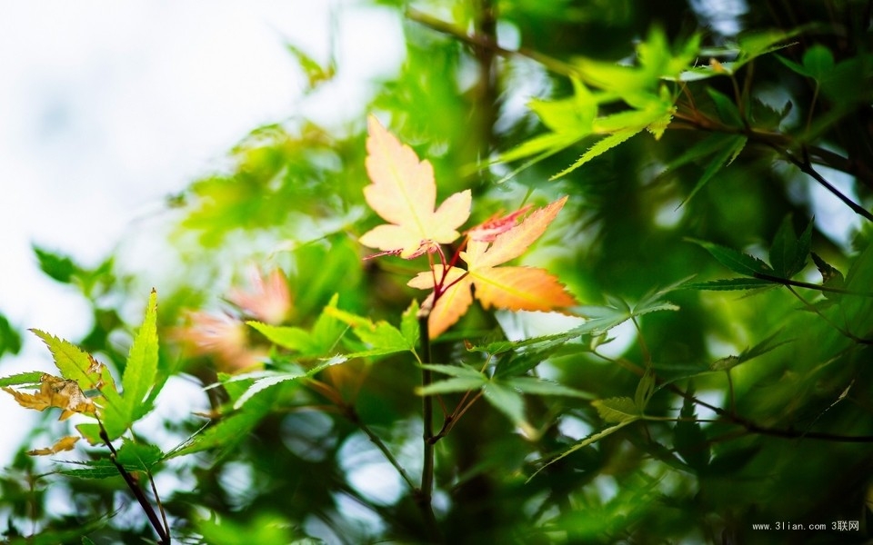 嫩绿护眼植物