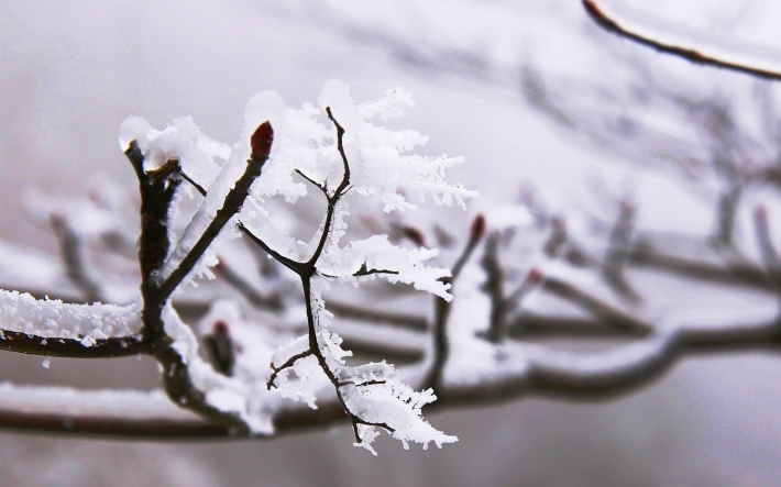 冰雪下嫩芽高清桌面图片