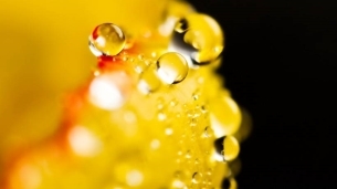 意境下雨天植物