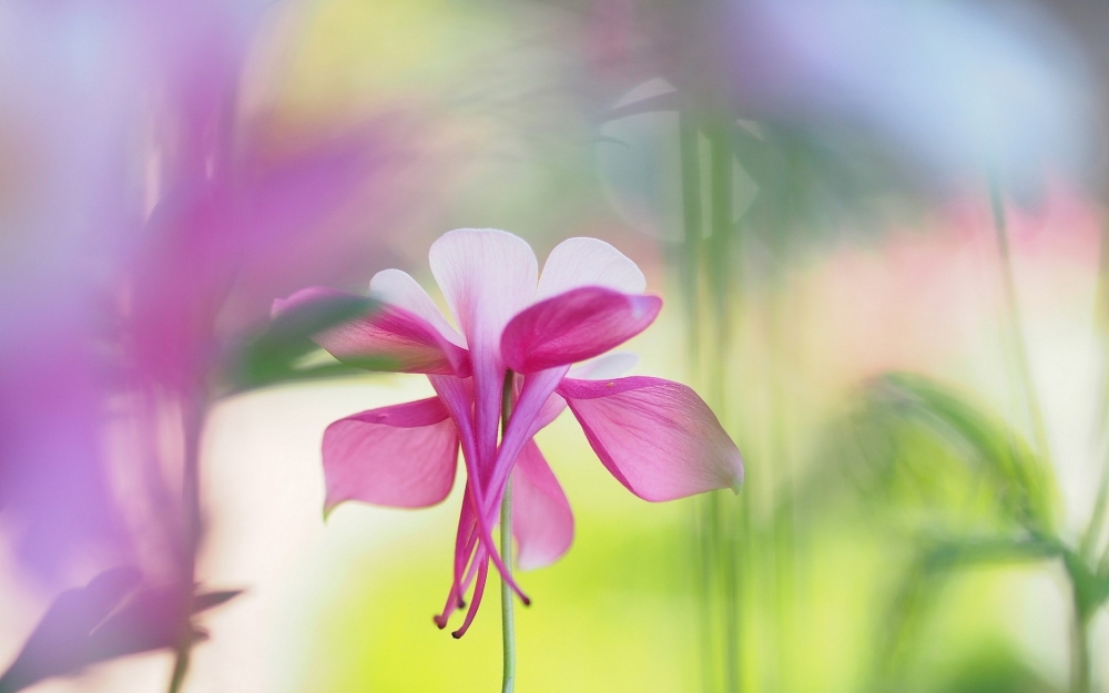 猫爪花风景壁纸