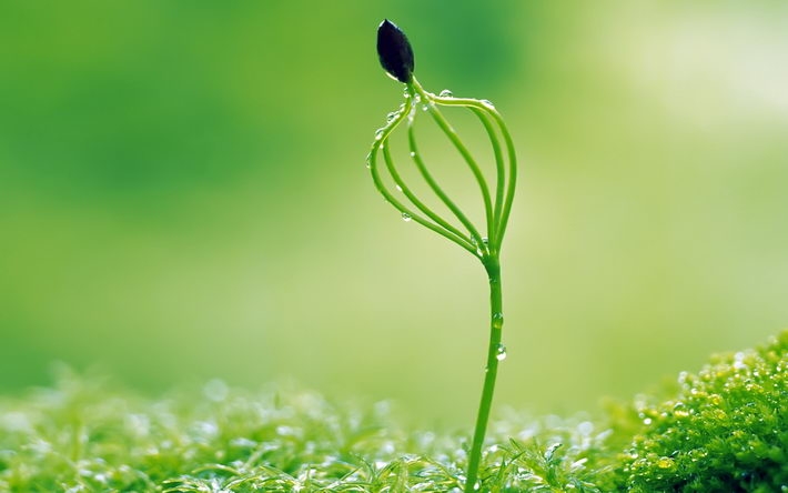 新芽嫩叶植物壁纸 1920X1200【31P】