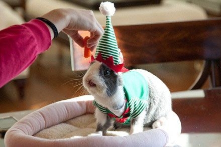 戴着圣诞帽的搞怪兔子过圣诞节美图