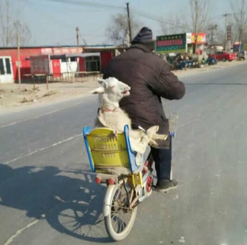 趣味儿图