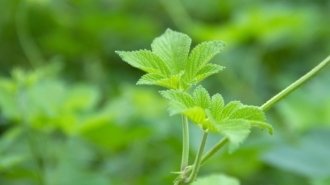 绿色植物，护眼清新