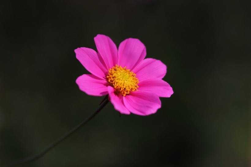 光影格桑花图片