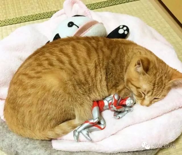 仇子韩：一个暖男奥特曼