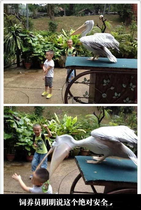 “人类幼仔：等级3，战斗力5，HP：3”
