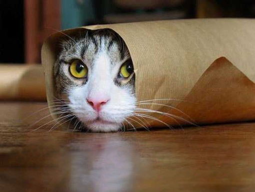 会看书的猫咪、