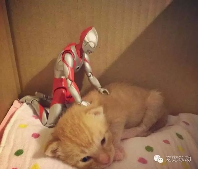 仇子韩：一个暖男奥特曼