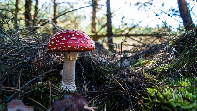 世界上最漂亮的毒蘑菇图片