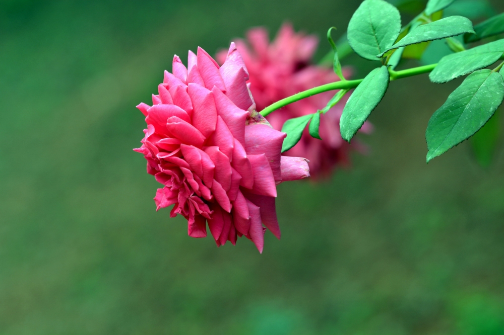鲜艳迷人的玫瑰花植物高清图片
