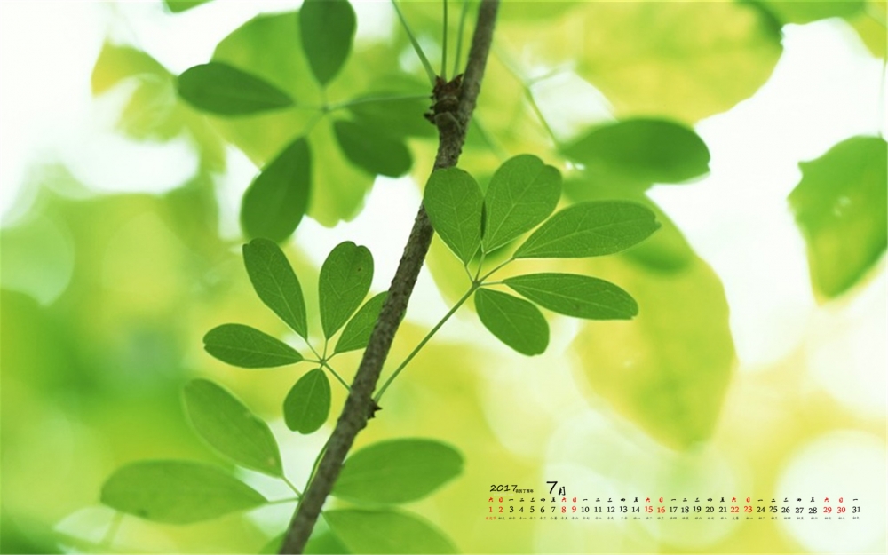 2017年7月护眼叶子风景日历壁纸