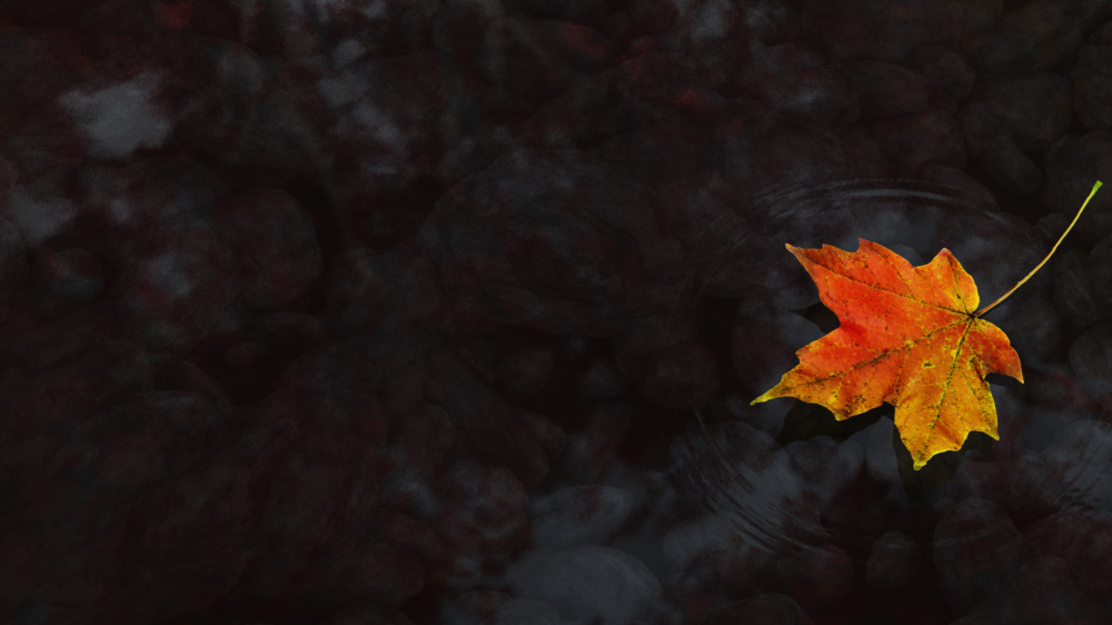 深秋的枫树叶摄影高清宽屏壁纸
