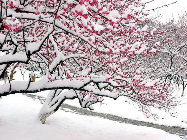雪的风景图 可爱的雪人风景图片