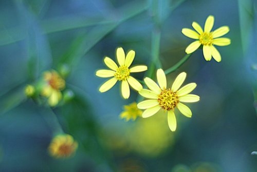 玫瑰花朵小清新唯美图片