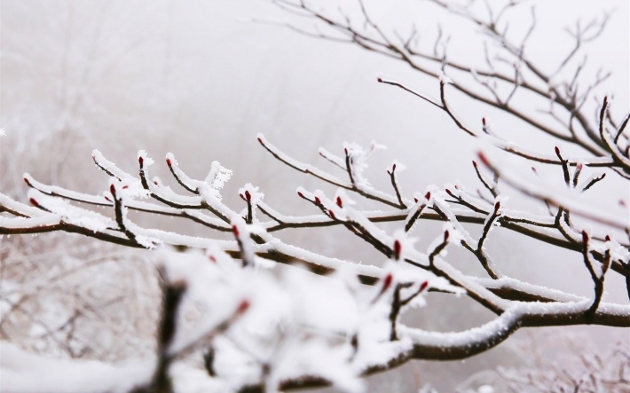 冰雪下嫩芽高清桌面图片