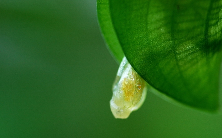 唯美花儿朵朵高清桌面壁纸