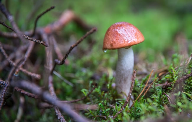 橙帽牛肝菌高清图片