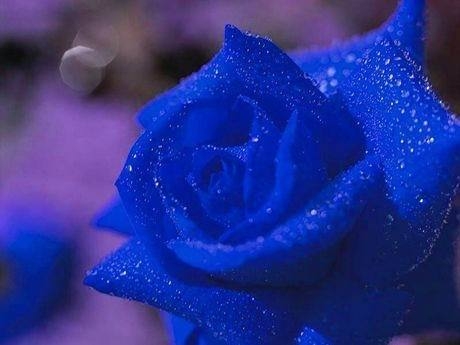 高贵冷艳的玫瑰花唯美图片