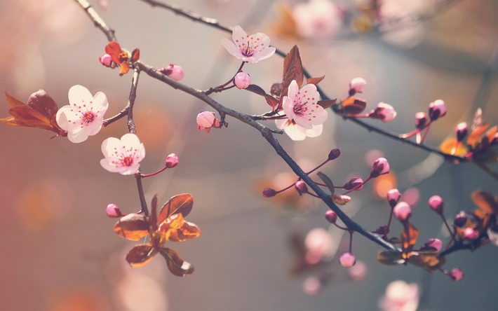 精选花卉图片桌面壁纸下载