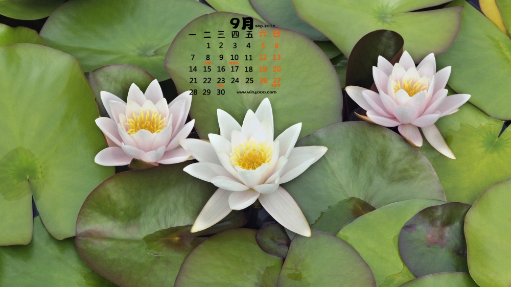 2015年9月日历唯美荷花特写高清壁纸图片下载